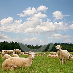 Herd sheep