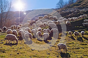 Herd of Sheep