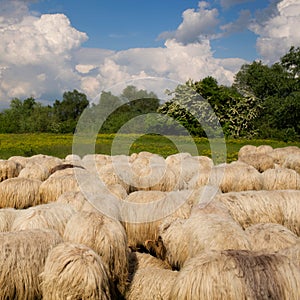 Herd of sheep