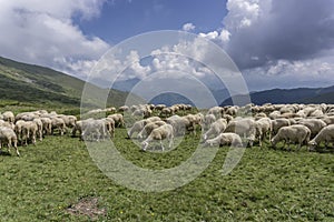 A herd of sheep