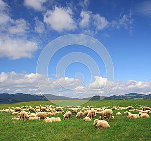 Herd sheep