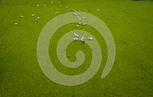 Herd Of Sheep Aerial