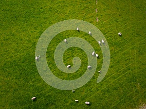 Herd Of Sheep Aerial