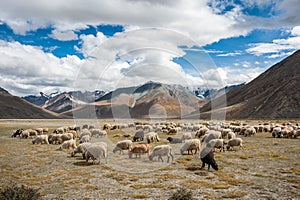 Herd of sheep against the background of Zanskar mountain range photo
