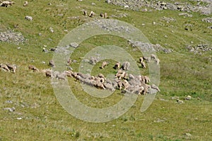 A herd of sheep in the Alps