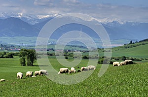 Herd of sheep on beautiful mountain meadow