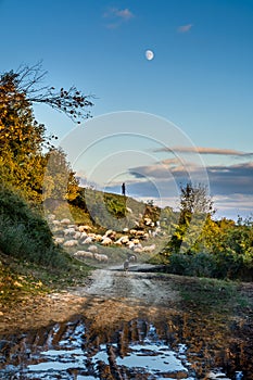 Herd of sheep on beautiful mountain meadow. Background with sheep, autumnal trees, green grass, blue sky, shepherd and country roa