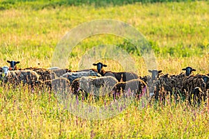 Herd of sheep on beautiful mountain meadow