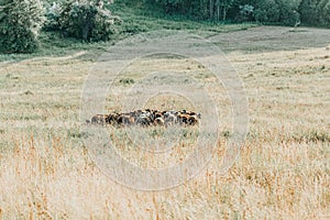 Herd of sheep on beautiful mountain meadow