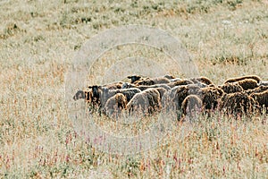 Herd of sheep on beautiful mountain meadow