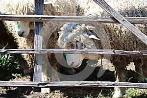 Herd of Sheep Behind Fence