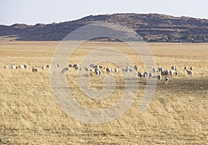 Herd of sheep in the bleak countryside in the Free State