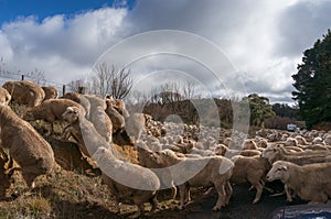 Herd of sheep blocking the countryside road while moving to the new pasture