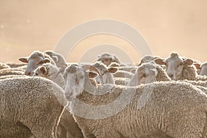 A herd of sheep in Clarens