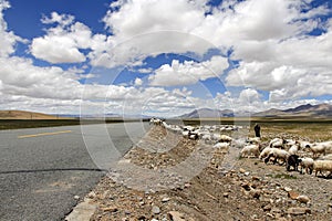 a herd of sheep cross the road beside a man on a bicycle