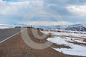 A herd of sheep cross the road. Winter snow road to winter mountain landscape. Winter snow field road in sunny day to mountain.