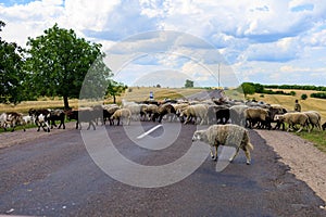 A herd of sheep crosses the road. Background with selective focus