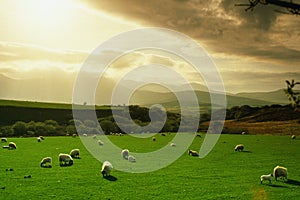 Herd of sheep crowd in farm in spring time