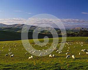 Herd of sheep crowd in farm in spring time