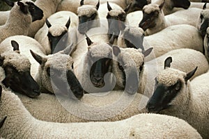 Herd of sheep crowd in farm in spring time