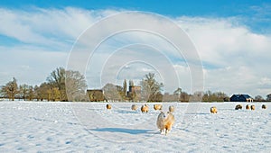 Herd of sheep in dutch winter countryside.