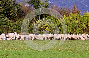 Herd of sheep in eating some grass