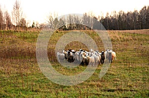 Herd with sheep on a farm in field. Pasture with sheep in village. Sheeps gaze.