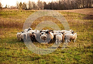 Herd with sheep on a farm in field. Pasture with sheep in village. Sheeps gaze.