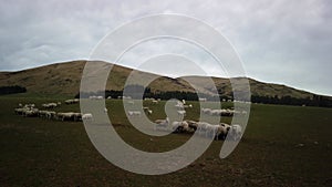 A herd of sheep on farm at New Zealand