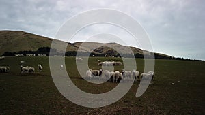 A herd of sheep on farm at New Zealand