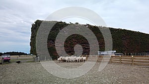 A herd of sheep on farm at New Zealand