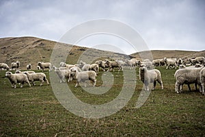 A herd of sheep at a farm in South Island, New Zealand