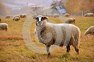 Herd of sheep feed in the meadow, a sheep in foreground looks straight into the objective