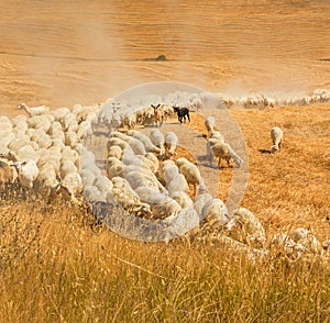 Herd of sheep in a field of Tuscany