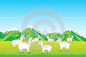 Herd sheep in field