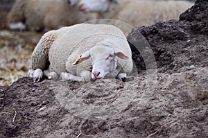Herd of sheep with full fleeces on a farm