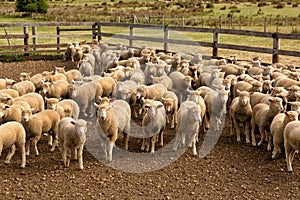 Herd of sheep with full fleeces in stockyards photo