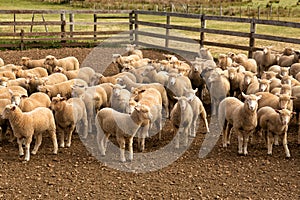 Herd of sheep with full fleeces in stockyards photo