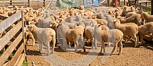 Herd of sheep with full fleeces in stockyards photo