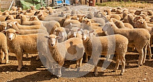 Herd of sheep with full fleeces in stockyards photo