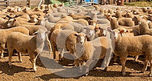 Herd of sheep with full fleeces in stockyards photo