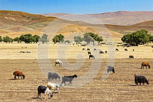 Herd of Sheep and Goats in dry landscape.