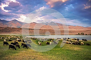 A herd of sheep and goats grazing near the lake at the foot of t