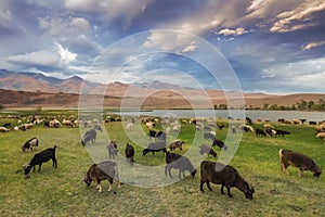 A herd of sheep and goats grazing near the lake at the foot of t