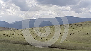 Herd of Sheep and Goats Mongolia