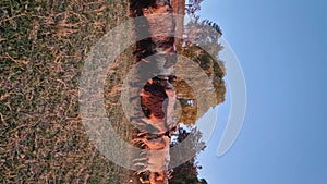 Herd of sheep and goats passing the pasture near the forest in a calm autumn evening