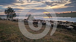 Herd of sheep and goats passing the pasture near the lake. Beautiful autumn sunset background