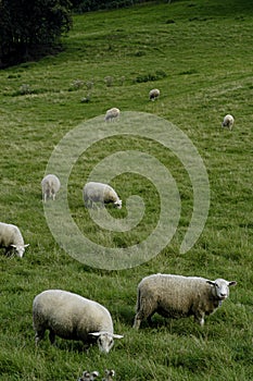 Herd of sheep at the grassland