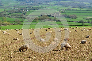 Herd of sheep graze on the farmland in Axe Valley