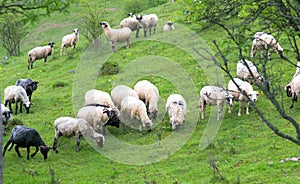 Herd of sheep graze on green pasture in the mountains
